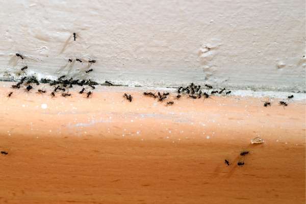 Ants pest control